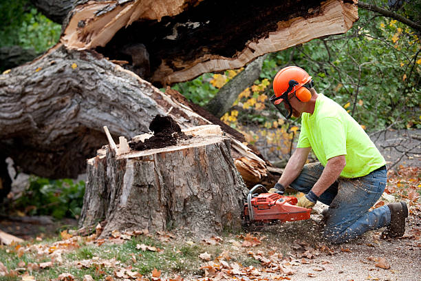 Best Arborist Consultation Services  in West Falmouth, MA