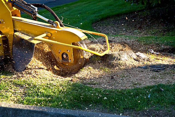 Reliable West Falmouth, MA Tree Services Solutions